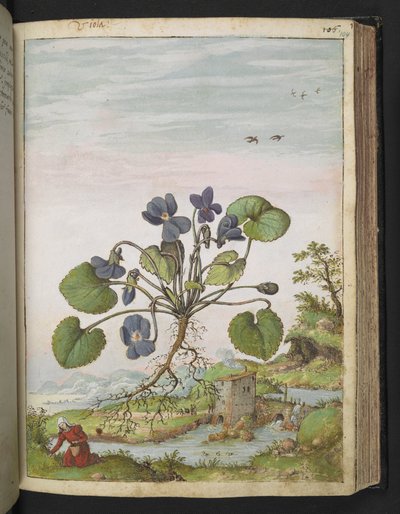 Viola odorata, z "Obrazów flory stanów rzymskich" Gherardo Cibo, Add MS 22333, f104r, c.1564-84 (akwarela i gwasz na papierze) autorstwa Gherardo Cibo