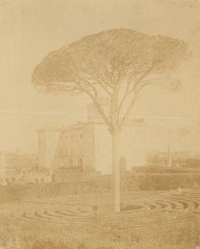 [Drzewo w formalnym ogrodzie na zewnątrz pałacu], lata 1860-70. autorstwa Giacomo Caneva