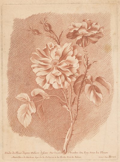 Bloemen Study of Flower after Nature rys. Tessier Painter of Roy For Flowers (tytuł na obiekcie) autorstwa Gilles Demarteau