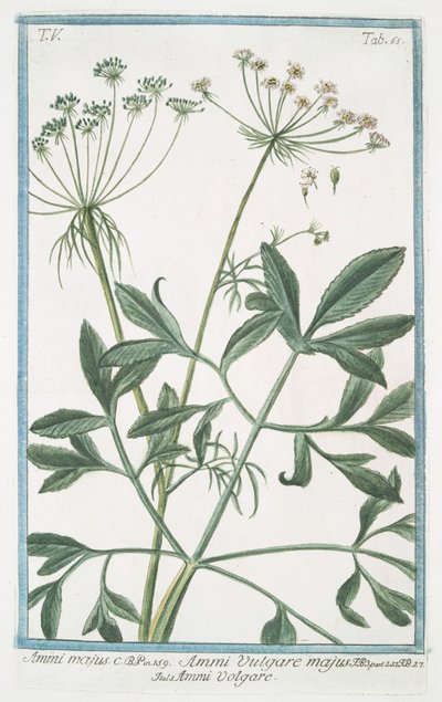 Ammi majus autorstwa Giorgio Bonelli