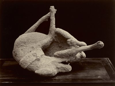 Pies, Pompeje, ok. 1870 (srebrny odbitka albuminowa z negatywu szklanego) autorstwa Giorgio Sommer