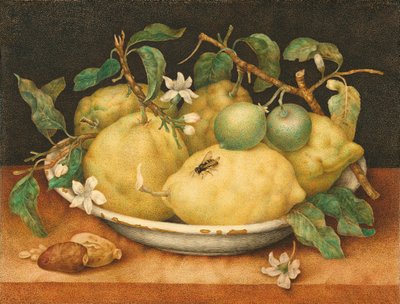 Martwa natura z miską cytronów autorstwa Giovanna Garzoni