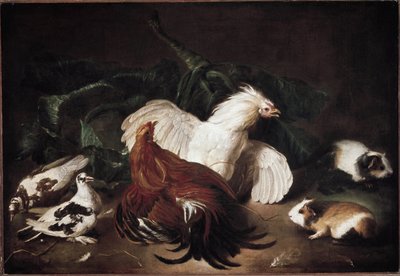Martwa natura ze zwierzętami Kury i chomiki (olej na płótnie) autorstwa Giovanni Agostino Cassana