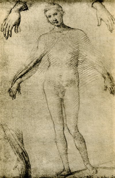 Studium modelowe dla Maryi Dziewicy jako mater misericordiae autorstwa Giovanni Antonio Bazzi Sodoma