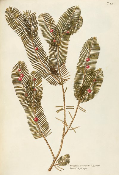 Cis pospolity (Taxus baccata), Taxaceae – Giovanni Antonio Bottione, akwarela autorstwa Giovanni Antonio Bottione