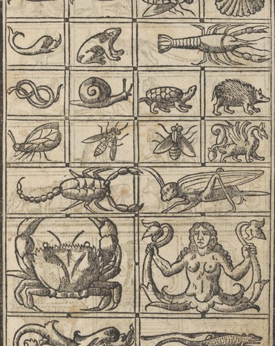 Przykład recammi, strona 11 recto, 1530. autorstwa Giovanni Antonio Tagliente