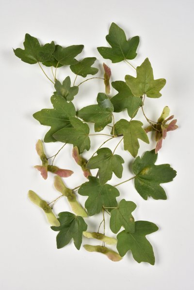 Campestre Acer/Klon Krajowy/Mały Klon autorstwa Phillipe de Marlier