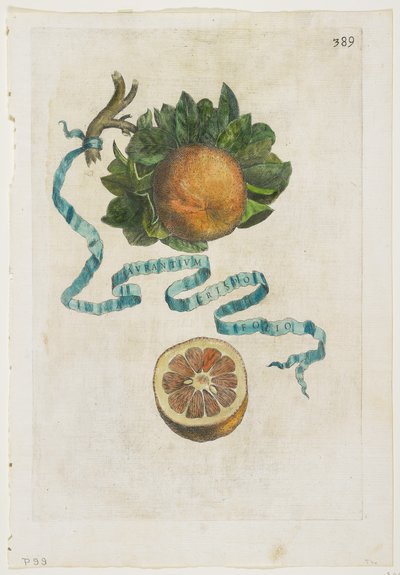 Aurantium Crispo Folio, z Hesperyd, 1646 autorstwa Giovanni Battista Ferrari