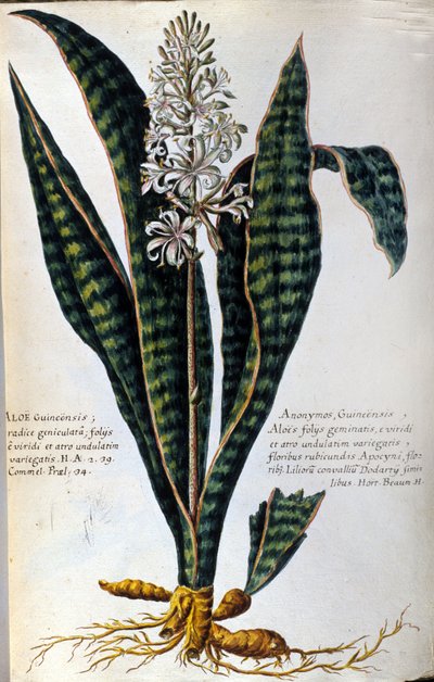 Aloes. Rośliny lecznicze. Grawerowanie - w "Praktycznej historii botanicznej, czyli nomenklaturze, opisie i zaletach roślin, które należą do zastosowania medycyny..." autorstwa Giovanni Battista Morandi