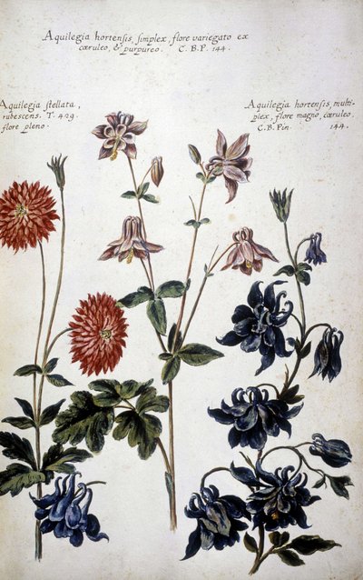 Tablica botaniczna: trzy rodzaje Ancolies (Aquilegia) - W ""Praktyczna historia botaniczna lub rośliny istotne dla użycia mediów, nazewnictwa, opisu i cnót..."" autorstwa Giovanniego Battisty Morandi (? - 1761) autorstwa Giovanni Battista Morandi