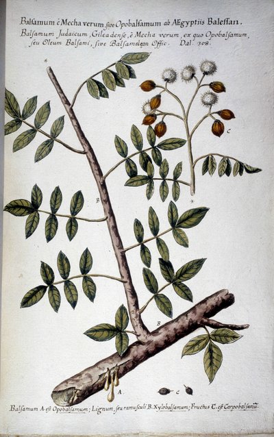 Opobalsamum (Oddział z seve) - W "" Praktyczna historia botaniczna, czyli rośliny istotne dla użycia mediów, nazewnictwa, opisu i cnót..."" Giovanniego Battisty Morandi (? - 1761) autorstwa Giovanni Battista Morandi