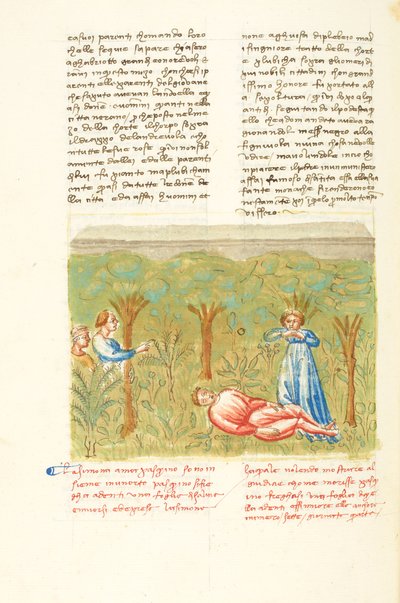 Dekameron, Roślina mędrca - Śmierć Paskwina , Czwarty dzień, opowiadanie 7. autorstwa Giovanni Boccaccio