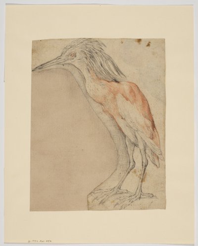 Czapla, recto (kreda na papierze) autorstwa Giovanni da Udine (after)