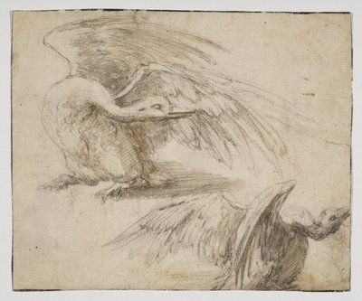 Dwa łabędzie, recto (rysunek kredą i akwarelą) autorstwa Giovanni da Udine (after)