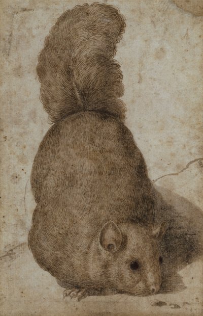 Wiewiórka (pióro i atrament) autorstwa Giovanni da Udine (attr. to)