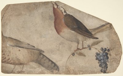 Winogrona jedzące ptaki prosto, Tigress verso, 1487-1564. autorstwa Giovanni da Udine