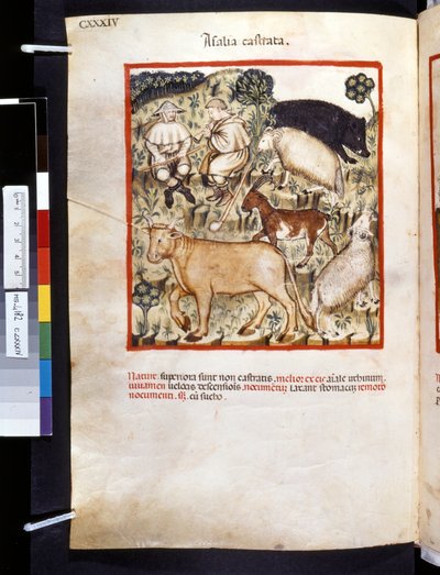 Theatrum sanitatis Ububchasyma de Baldacha: "Animalia Castrata", pierwsza dekada XIV wieku (miniatura) autorstwa Giovannino de