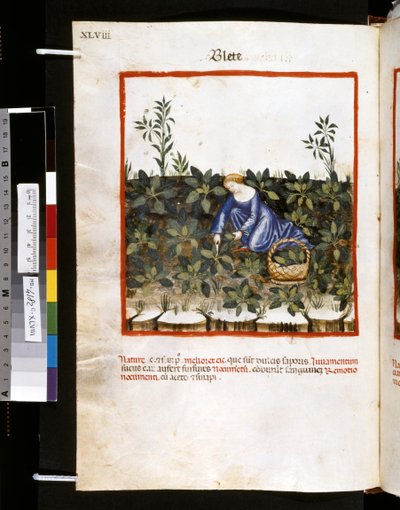 Theatrum sanitatis Ububchasyma de Baldach: "Blete", pierwsza dekada XIV wieku (miniatura) autorstwa Giovannino de