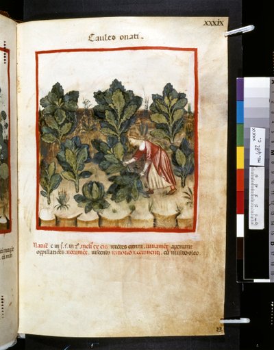 Theatrum sanitatis Ububchasyma de Baldach: "Caules Onati", pierwsza dekada XIV wieku (miniatura) autorstwa Giovannino de