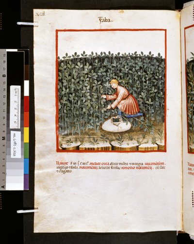 Theatrum sanitatis Ububchasyma de Baldach: "Faba", pierwsza dekada XIV wieku (miniatura) autorstwa Giovannino de