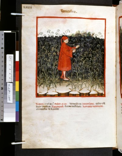 Theatrum sanitatis Ububchasyma de Baldach: "Feniculus", pierwsza dekada XIV wieku (miniatura) autorstwa Giovannino de
