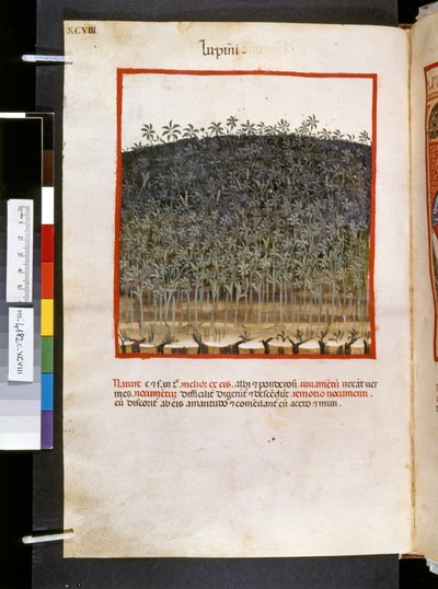 Theatrum sanitatis Ububchasyma de Baldach: "Lupini", pierwsza dekada XIV wieku (miniatura) autorstwa Giovannino de