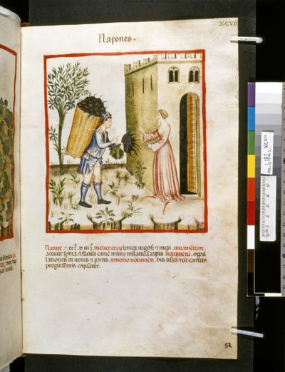 Theatrum sanitatis Ububchasyma de Baldach: "Napones", pierwsza dekada XIV wieku (miniatura) autorstwa Giovannino de