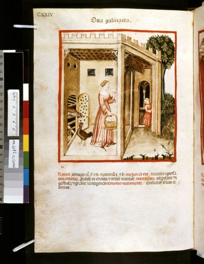 Theatrum sanitatis Ububchasyma de Baldach: "Ova Galinacea", pierwsza dekada XIV wieku (miniatura) autorstwa Giovannino de