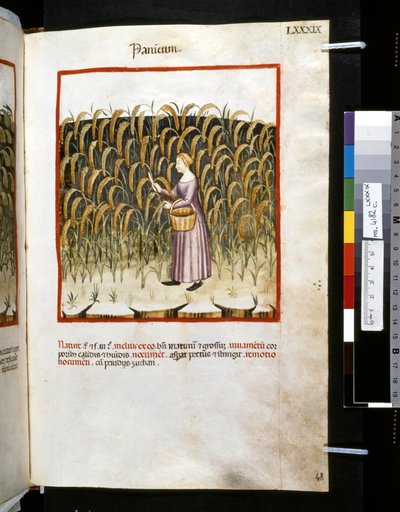 Theatrum sanitatis Ububchasyma de Baldach: "Panicum", pierwsza dekada XIV wieku (miniatura) autorstwa Giovannino de
