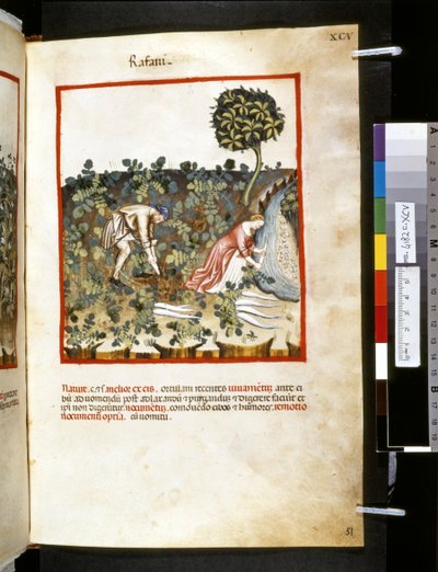 Theatrum sanitatis Ububchasyma de Baldach :