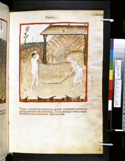 Theatrum sanitatis Ububchasyma de Baldach: "Spelta", pierwsza dekada XIV wieku (miniatura) autorstwa Giovannino de