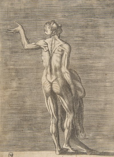 Mężczyzna obdarty ze skóry z lewą ręką na biodrze, w prawej ręce trzymający skórę, ok. godz. 1531-76. autorstwa Giulio Bonasone