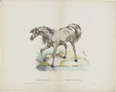 Étalon pur sang / Ogier pełna krew (tytuł na obiekcie) autorstwa Glenisson and Van Genechten