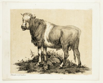 Byk autorstwa Gottfried Engelmann
