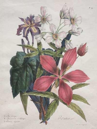 Kurs historii naturalnej, zawierający główne gatunki królestwa zwierząt, 1825. autorstwa Gottfried or Godefroy Engelmann