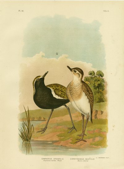 Australijska sieweczka złota lub sieweczka złota pacyficzna, 1891 autorstwa Gracius Broinowski
