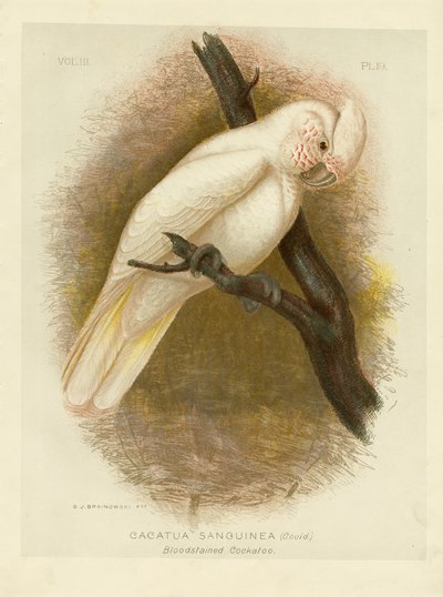 Kakadu Zakrwawiona, 1891 autorstwa Gracius Broinowski