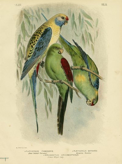 Papuga niebieska policzka, 1891 autorstwa Gracius Broinowski