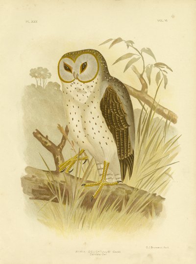 Delikatna Sowa, 1891 autorstwa Gracius Broinowski