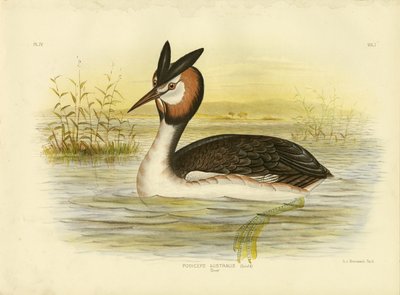 Perkoz dwuczuby, 1891 autorstwa Gracius Broinowski