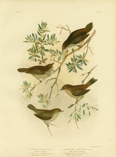 Dzioborożec śródlądowy lub dzioborożec szerokoogoniasty, 1891 autorstwa Gracius Broinowski