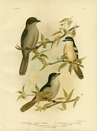Jardines Campephaga Or Common Cicadabird, 1891 autorstwa Gracius Broinowski