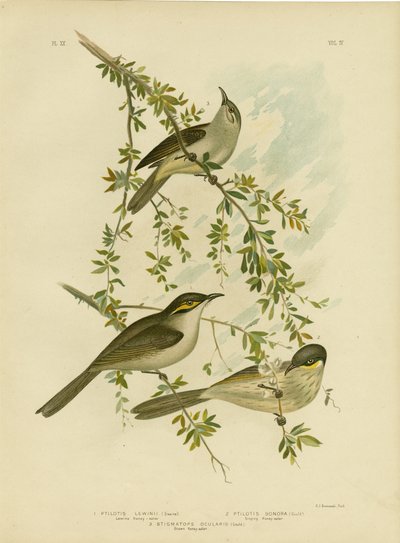 Miodownik Lewina, 1891 autorstwa Gracius Broinowski