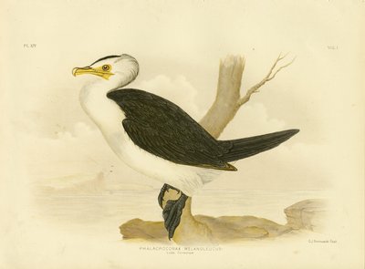 Mały Kormoran, 1891 autorstwa Gracius Broinowski