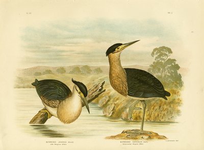 Czapla namorzynowa, 1891 autorstwa Gracius Broinowski