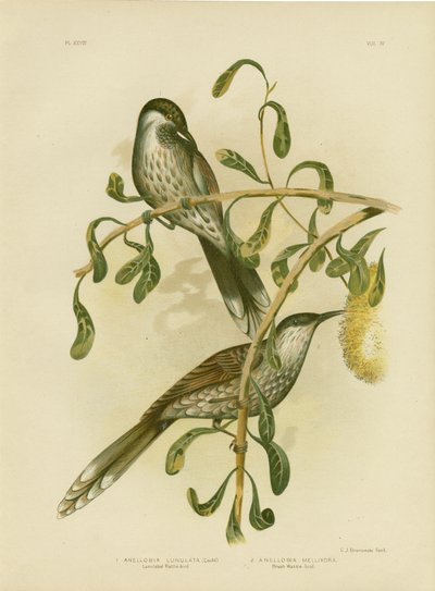 Kruszcowata akacja lub mała akacja, 1891 autorstwa Gracius Broinowski