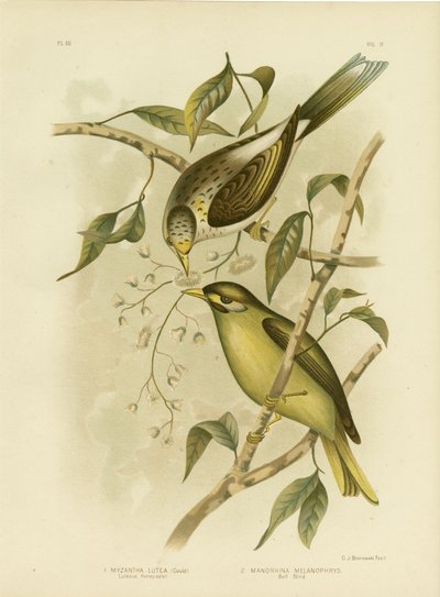 Luteous Honeyeater Or Yellow-Throated Miner, 1891 autorstwa Gracius Broinowski