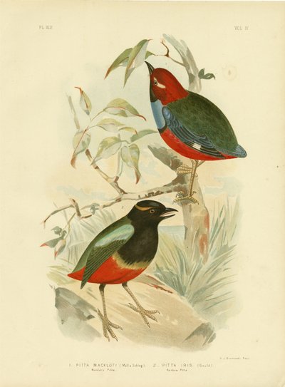 Pitta Macklota, 1891 autorstwa Gracius Broinowski