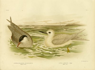 Rybitwa bagienna, 1891 autorstwa Gracius Broinowski