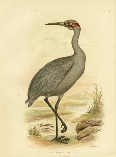 Native Companion lub Brolga, 1891 autorstwa Gracius Broinowski